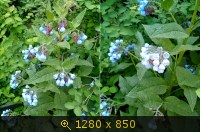 (СПб) Колокольчики