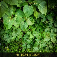 листья Сирени