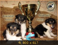 Щенки колли длинношёрстной