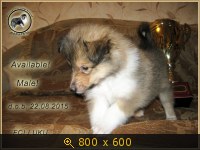 Животные, Украина, картинка 3445274.jpg