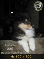 Животные, Украина, картинка 3458933.jpg