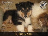 Животные, Украина, картинка 3489203.jpg