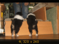 Животные, Украина, картинка 3492116.gif