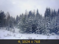 тайга зимой