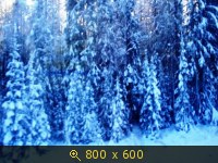 зимняя тайга