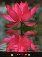 цветок вода