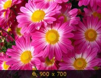 Хризантемы 01-1