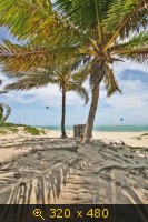 Пальмы в полдень, Доминиканская республика