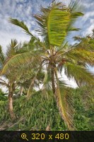 Пальма-мельница, Кабарете, северное побережье Доминиканской республики