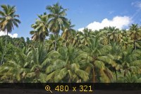 Пальмовые холмы Саманы, Доминиканская республика