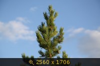 Казахстан, картинка 2183287.jpg