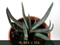 гастерия бородавчатая