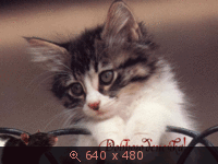 GIF анимация, Беларусь, картинка 3015339.gif